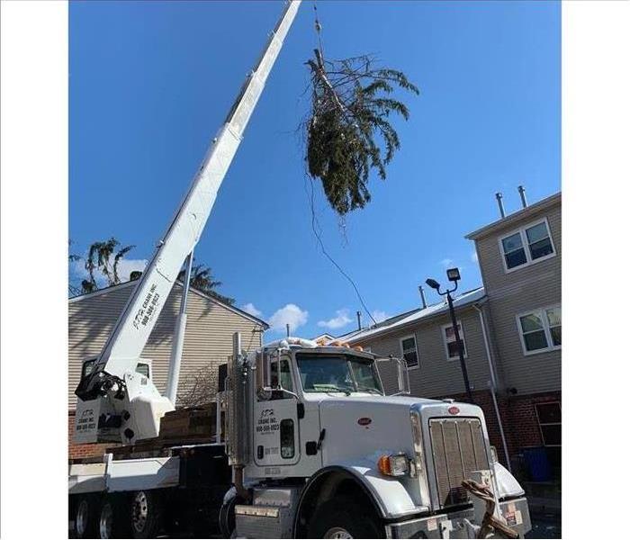 tree removal