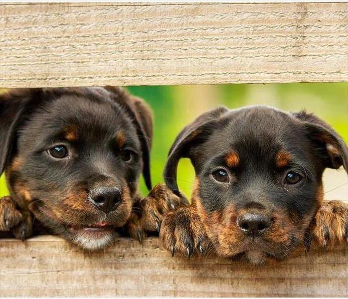 Rottweiler Puppy Dogs